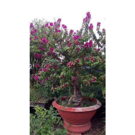 cây Hoa Giấy Mĩ màu đỏ để chậu cảnh hoặc làm bonsai