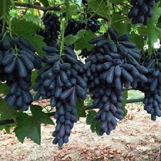 Cây Giống Nho Ngón Tay Úc ( Giống Mới )