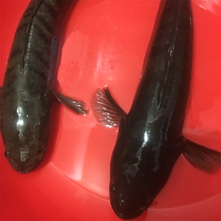 50 Lưỡi Câu Cắm Cá Lóc loại chuyên dùng để câu cá lớn vài kg