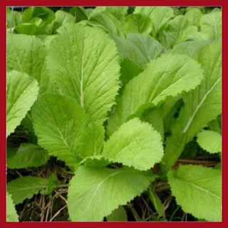 Hạt giống Cải bẹ xanh 50g