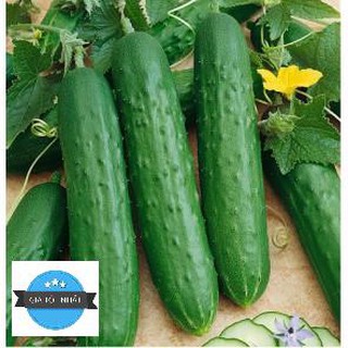 Hạt giống dưa chuột nếp ta - 10 hạt