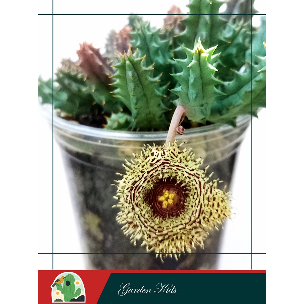 Xương rồng sao biển hoa màu nâu