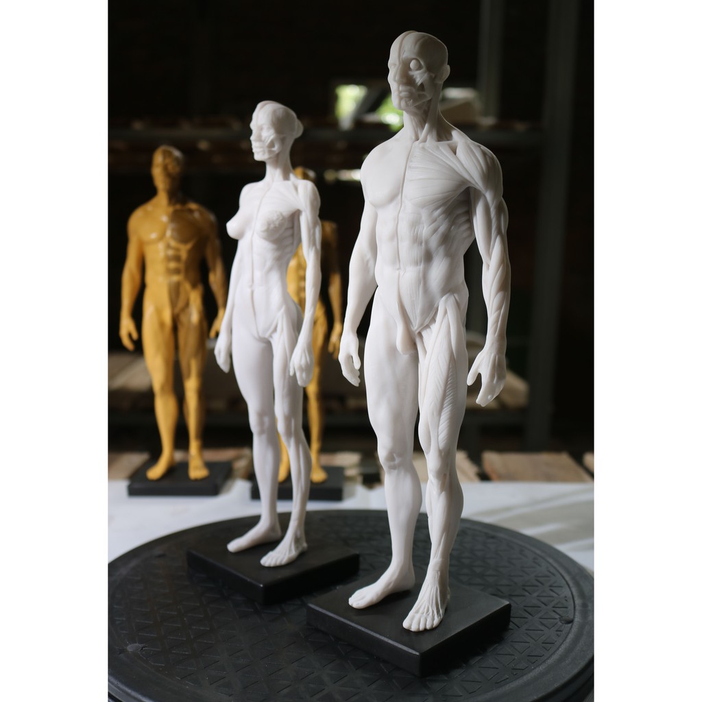 Mô hình anatomy - tượng giải phẫu cơ thể người - Tượng học Kiến trúc-mỹ thuật, học y dược, nghiên cứu sinh