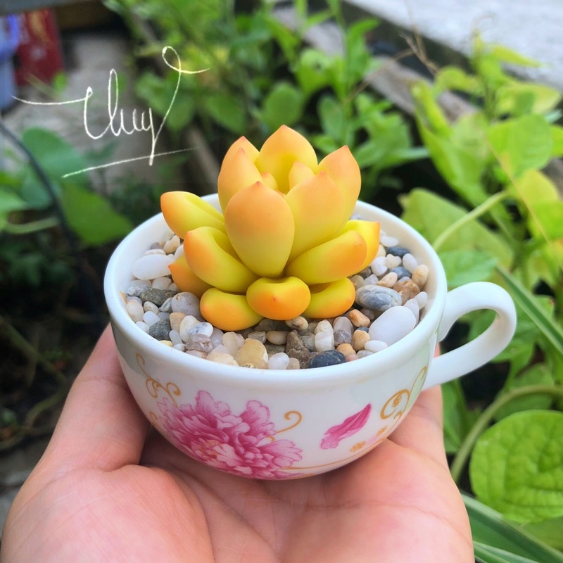 SEN ĐÁ ĐẤT SÉT/Quà Tặng Dễ Thương