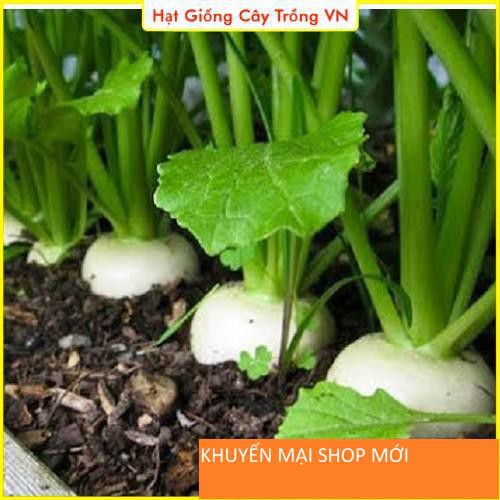 Hạt giống Củ Cải Trắng Dễ Trồng, Năng Suất Cao khuyến mại shop mới