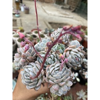 Hải ly gốc thụ già thơm