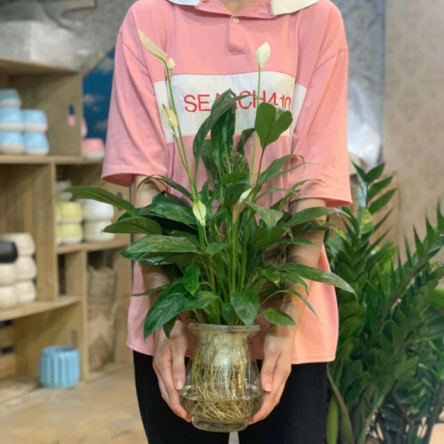 Chậu Lan Ý Thủy Sinh