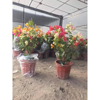 Cây hoa giấy ngũ sắc( hàng thái)