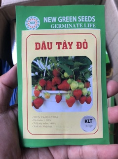 Hạt giống Dâu Tây Đỏ
