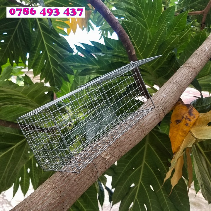 5 Lồng Bẫy Sóc Bông, Sóc Đất, Bẫy Chuột Cống Nhum, 11x12x26cm, lưới chì chống sét
