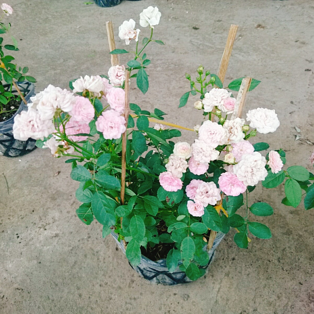 Cây Hồng Bạch Trà  - Hồng Đông Mai