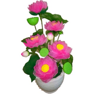 Búp sen (5 cái)