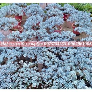 Cúc mốc dáng bon sai