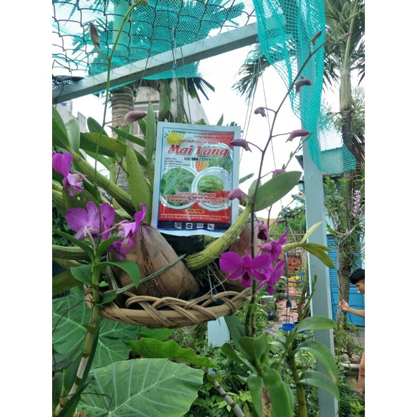 Thuốc trừ nấm vi khuẩn ghẻ sẹo thối nhũng cháy bì lá trên hoa hồng cây khiễng rau màu gói 30gr dạng cốm