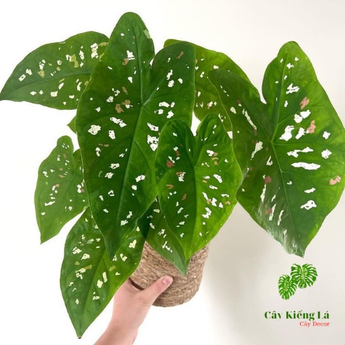 Củ Caladium bicolor red white sport  huyền thoại.