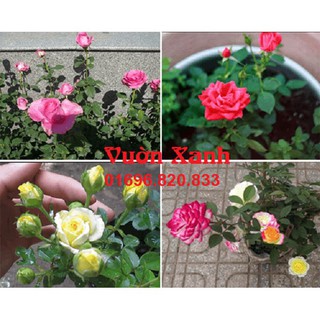 Hạt giống hoa hồng tỉ muội nhiều màu sức đề kháng tốt, dễ chăm sóc, sai hoa nhập khẩu-  chuyên dụng.