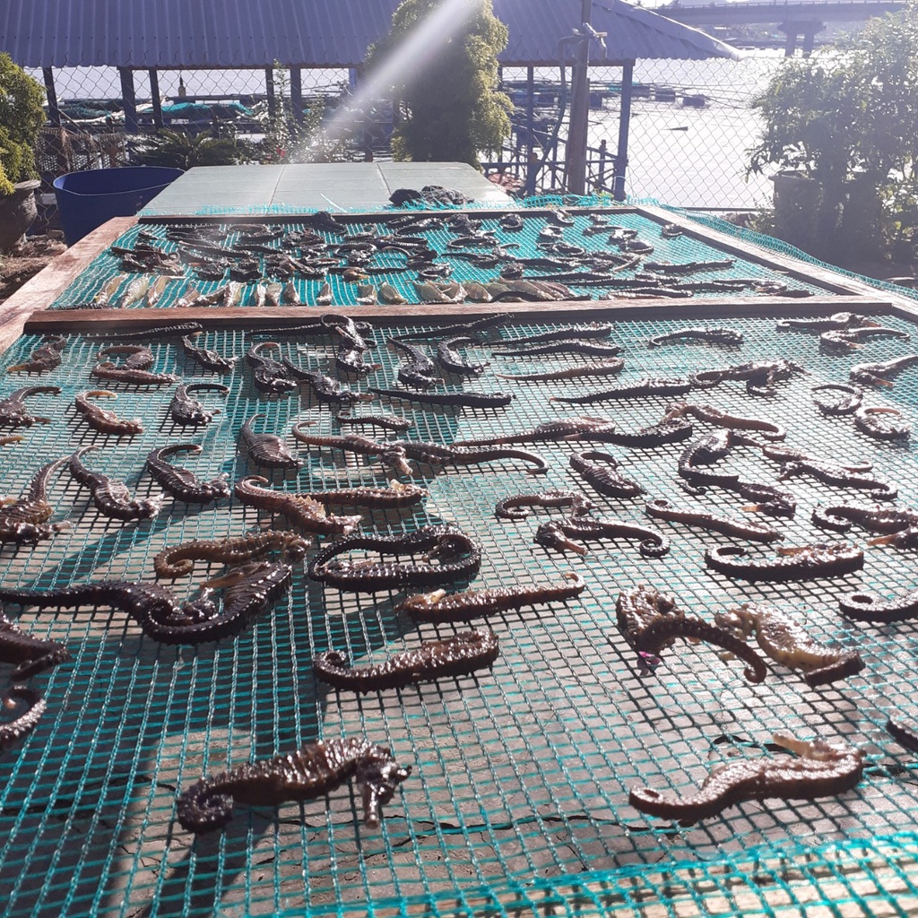 Cá ngựa khô 9cm - 13cm