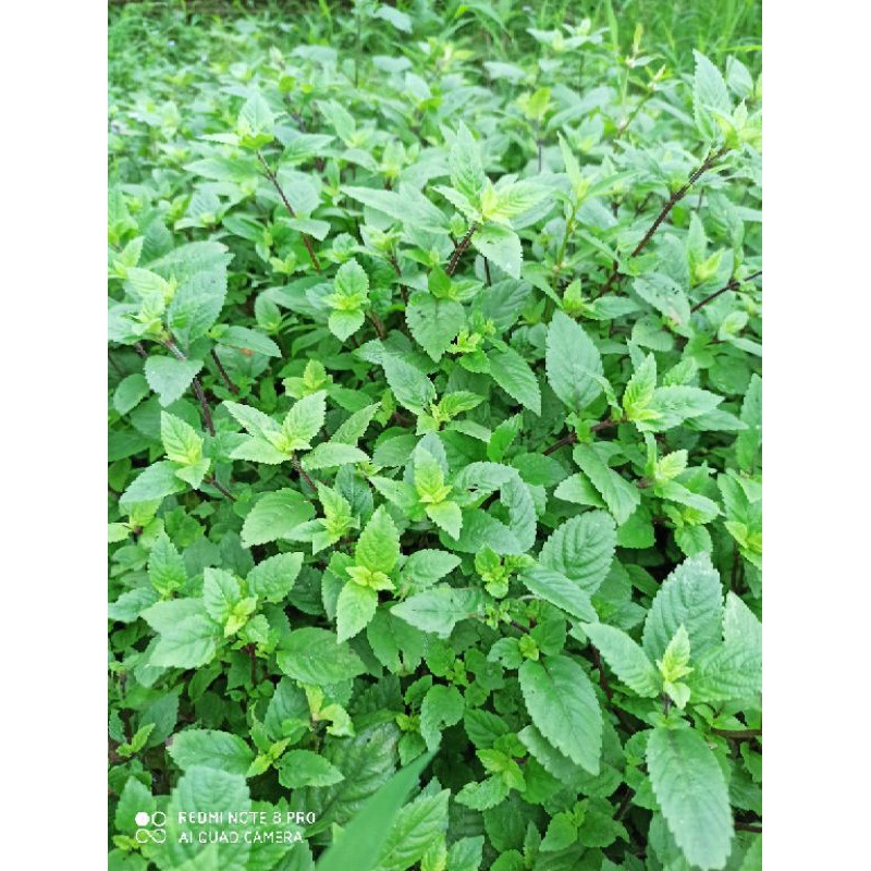 Cây thạch đen/ cây sương sáo giống (bầu to nhiều cây)