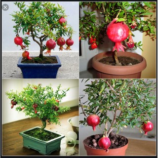 Hạt giống lựu lùn gói 20 hạt