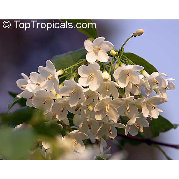 Nhánh Chiết Mai Chiếu Thủy