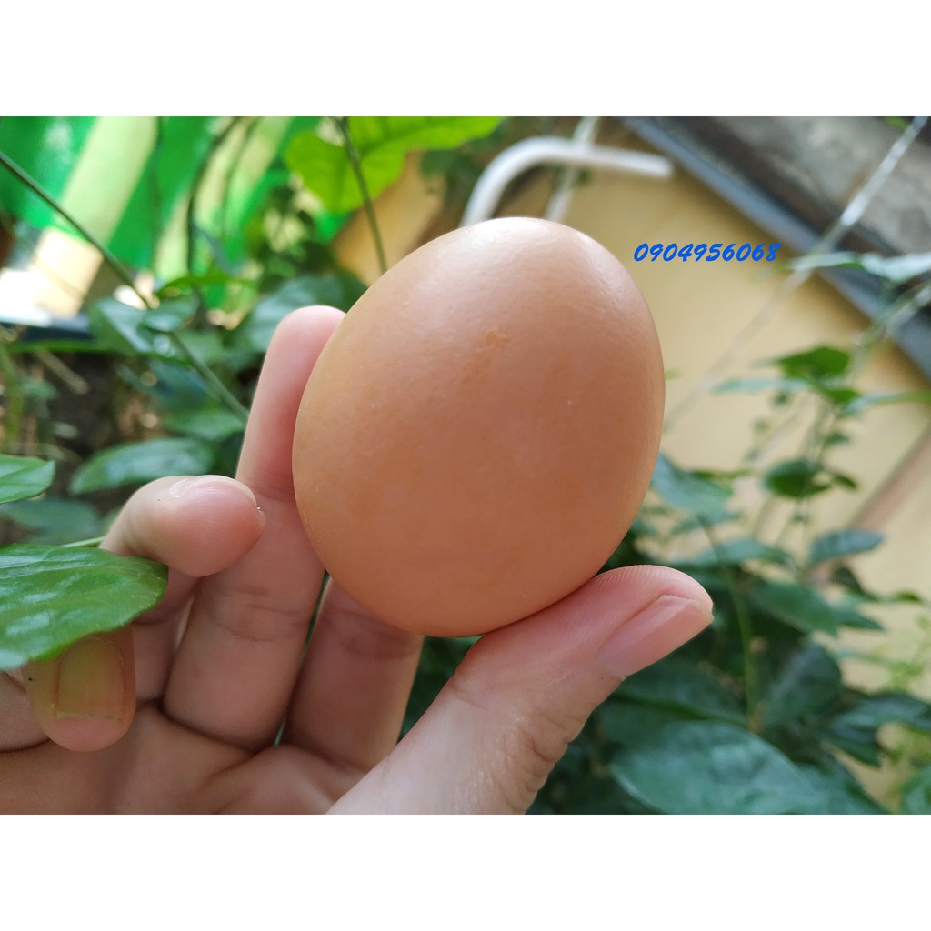 Trứng gà sạch Hòa Phát - vỉ 10 trứng size lớn