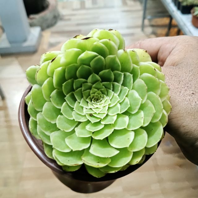 Aeoni xanh