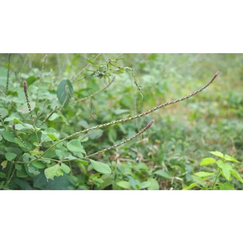 Cỏ xước tươi 1 kg