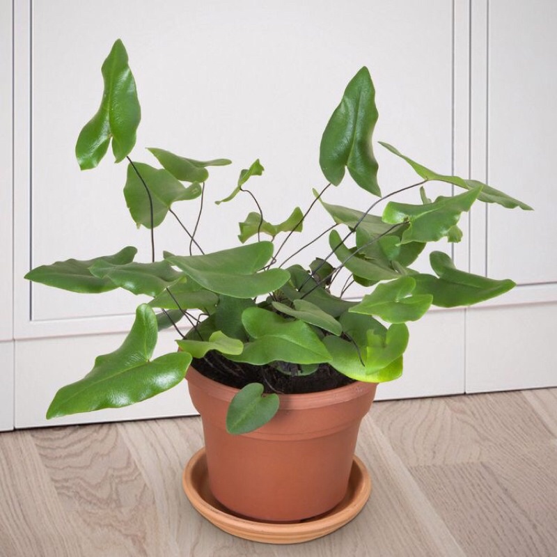 Cây kiểng lá Hemionitis arifolia, dương xỉ lá tim