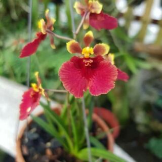 Vũ nữ bút chì