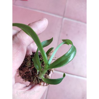 trầm tím, hoa lan trầm cây bé