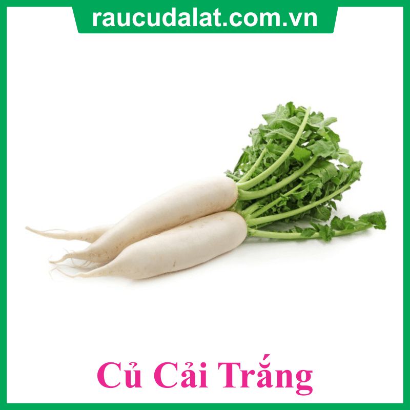RAU CỦ XANH QUẢ ĐÀ LẠT - Củ cải trắng (1kg) - Xanh và sạch tươi ngon mỗi ngày