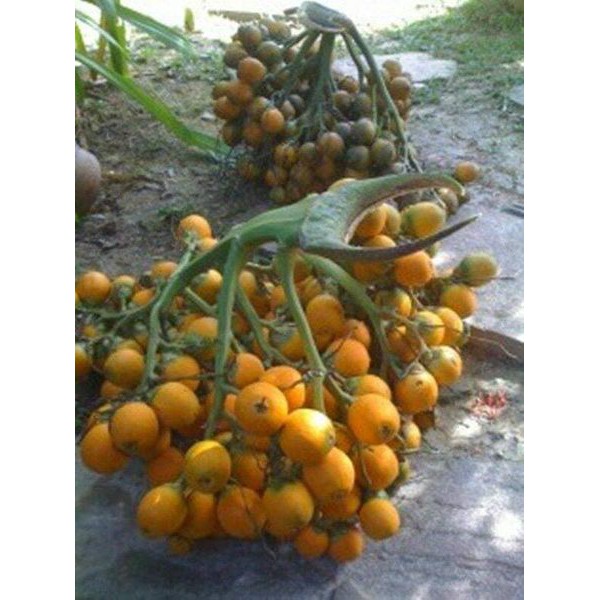 CÂY GIÔNG CAU LÙN CHUẨN CAU  TỨ  QUÝ