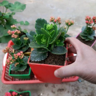 Chậu nhựa vuông cỡ nhỏ 9x9 cm