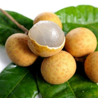 Cây Nhãn Hạt Lép Thái