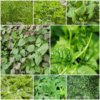 COMBO 3 GÓI HẠT GIỐNG RAU ĂN LÁ  CÁC LOẠI