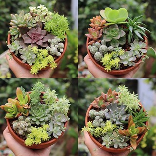 Hạt Giống Hoa Sen Đá Mix - 20 hạt