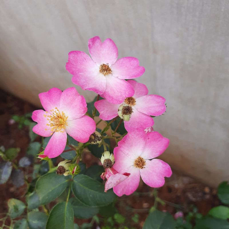 [An's home] Cây giống hoa hồng leo Pháp Phlox Meidiland