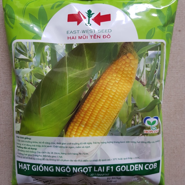 [500 gram] Hạt Giống Ngô Ngọt Golden Cob