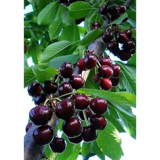 CÂY CHERRY ANH ĐÀO