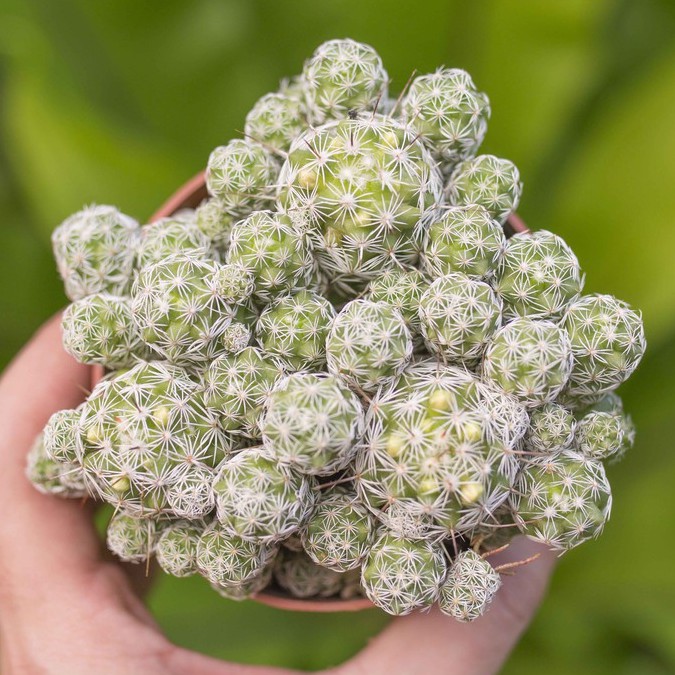 Xương rồng trứng chim cỡ lớn 9-11cm - Vườn sen đá