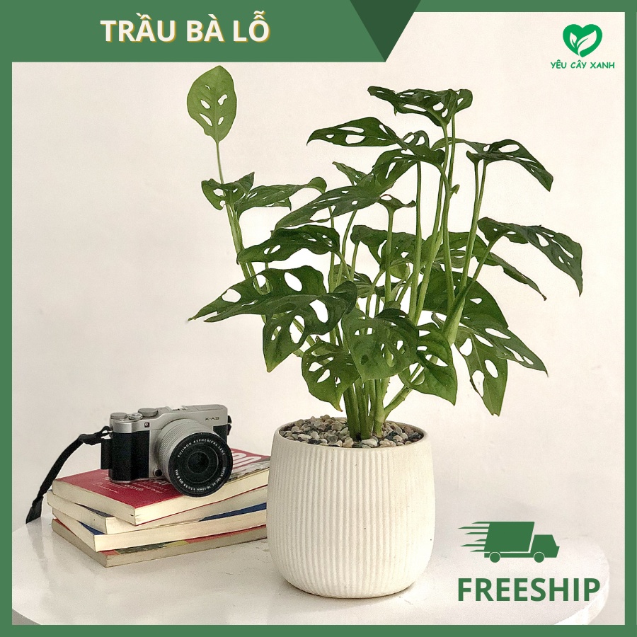 [Mã SKAMLSC28 giảm 10% tối đa 50K đơn 100K] Cây Trầu Bà Lỗ để bàn - Monstera obliqua