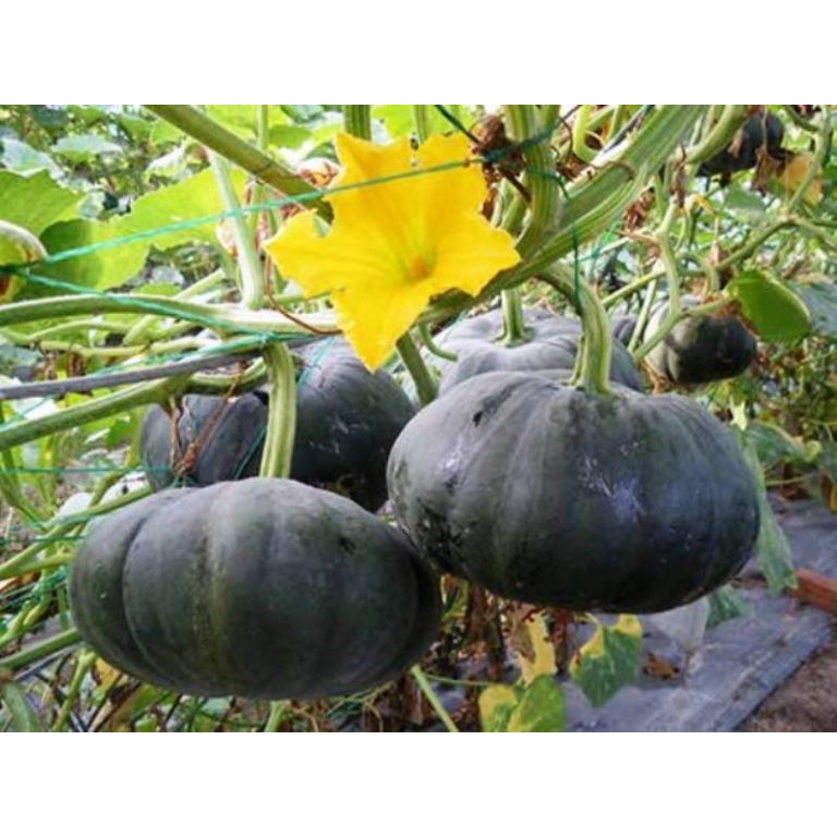 Hạt giống bí Nhật xanh gói 10 hạt
