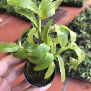 Phi điệp Hồng yên thủy