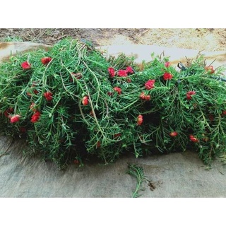 1kg Cành hoa mười giờ thái kép siêu hoa mix màu ( 10 đến 15 màu ) thân mập dễ trồng