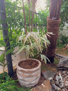 Chậu men chà giả cổ màu gỉ sét