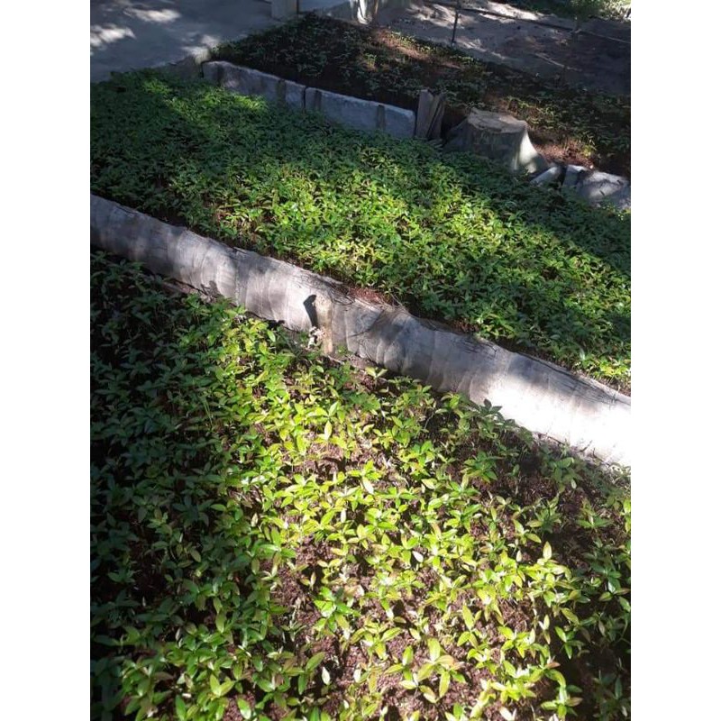 2 kg mụn dừa để trồng hoa kiểng rau quả