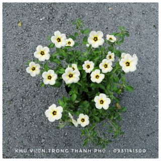 CÂY ĐÔNG HẦU TRẮNG