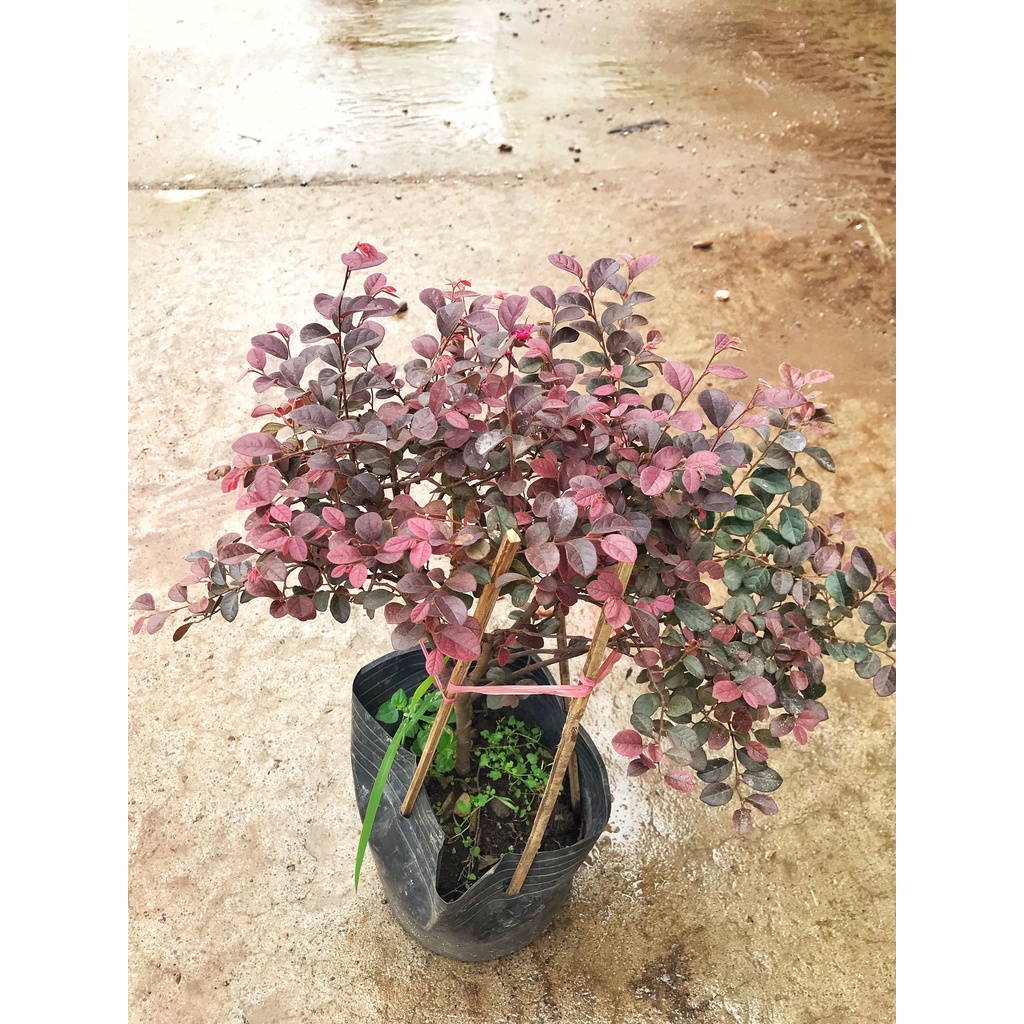 Cây hồng phụng chiều cao 20-25cm, hoa đỏ tán lá xòe đẹp mắt  cây cảnh trang trí sân vườn, ban công