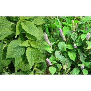 Kinh giới cay - Oregano