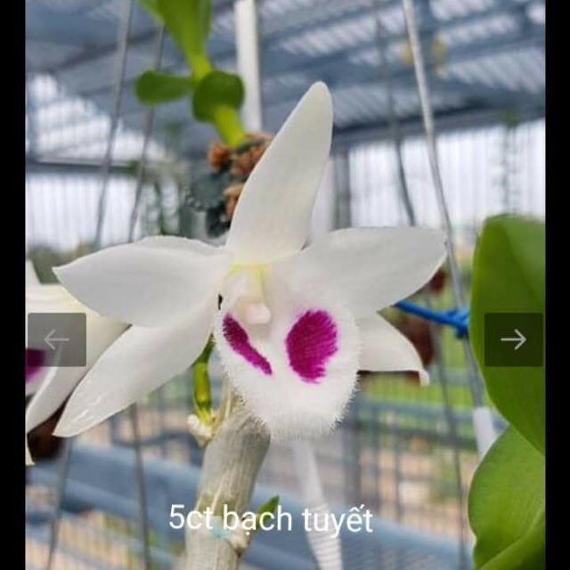 Phi điệp 5ct bạch tuyết